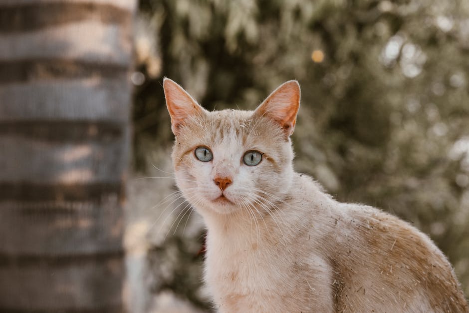  Schwangerschaftsdauer bei Katzen