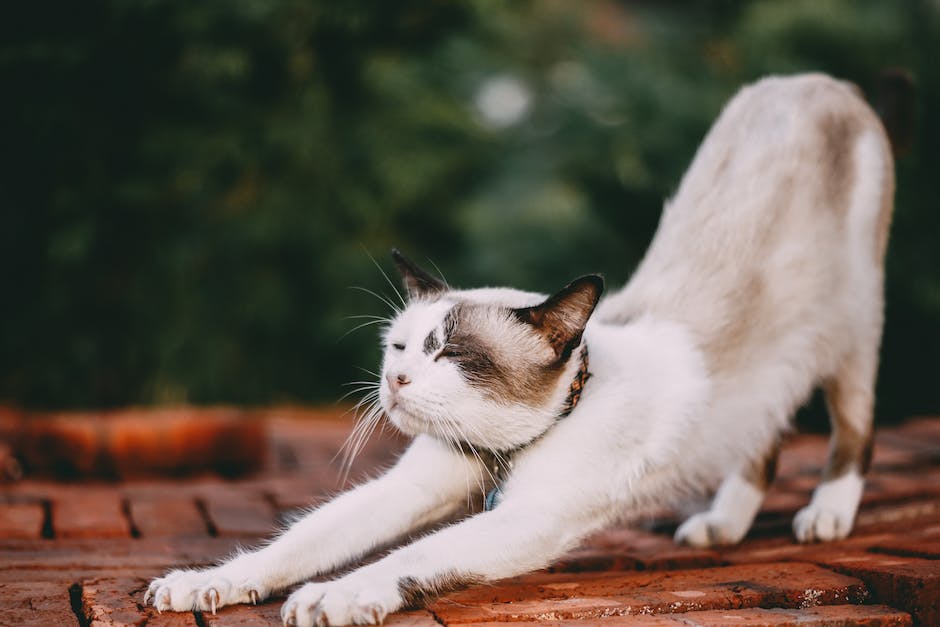  Katze Trächtigkeit Dauer